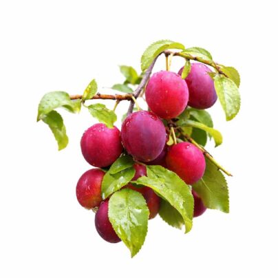 Aloo Bhukhara - Plum