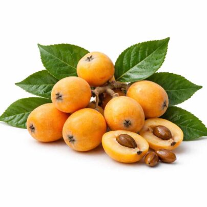 Loquat