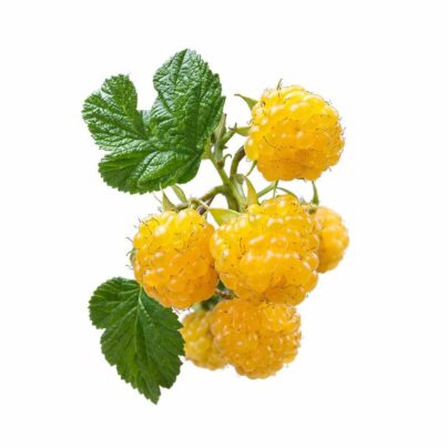 Yellow & Mulberry